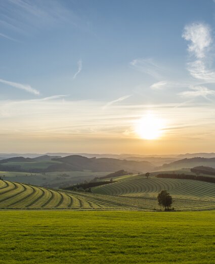 Landschaft mit grünen Feldern und Hügeln, parallele Feldreihen, einzelne Bäume, Sonnenuntergang am Horizont und blauer Himmel mit Wolken.