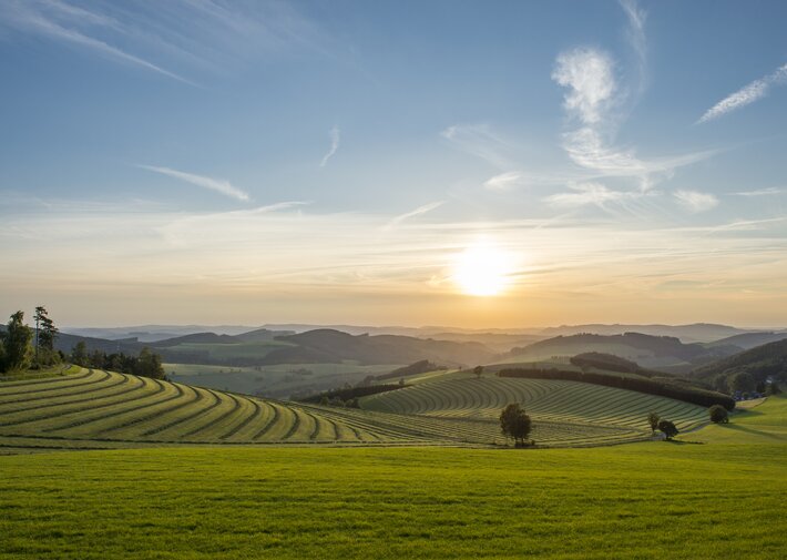 Landschaft mit grünen Feldern und Hügeln, parallele Feldreihen, einzelne Bäume, Sonnenuntergang am Horizont und blauer Himmel mit Wolken.